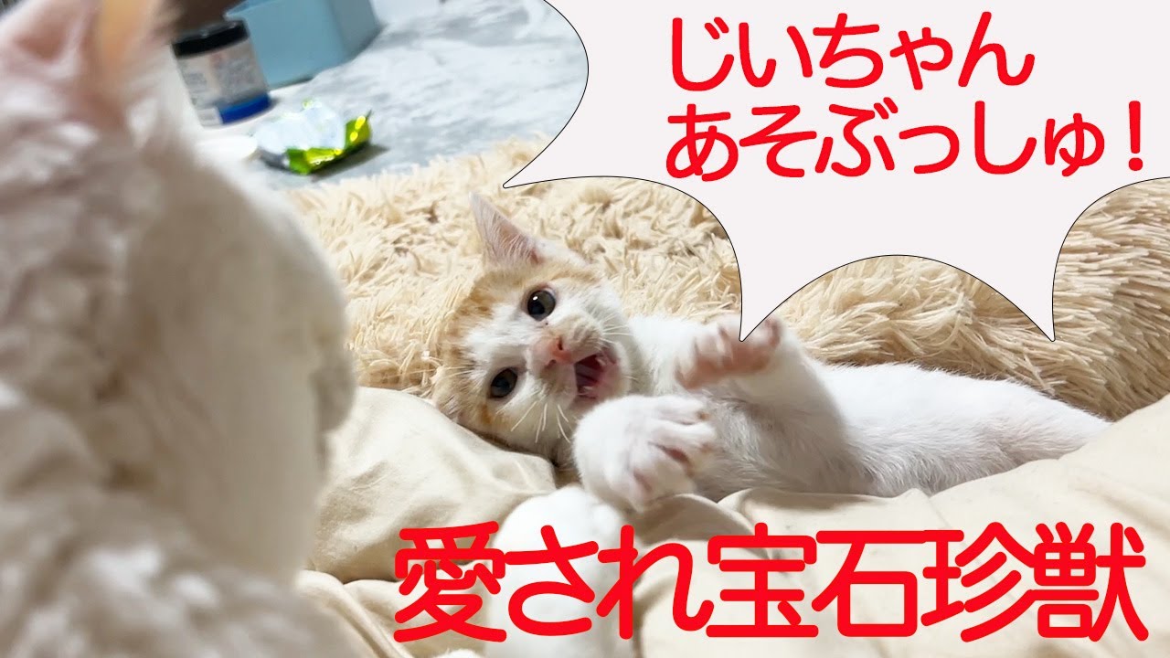生ける宝石珍獣、愛されて復調を見せる - YouTube