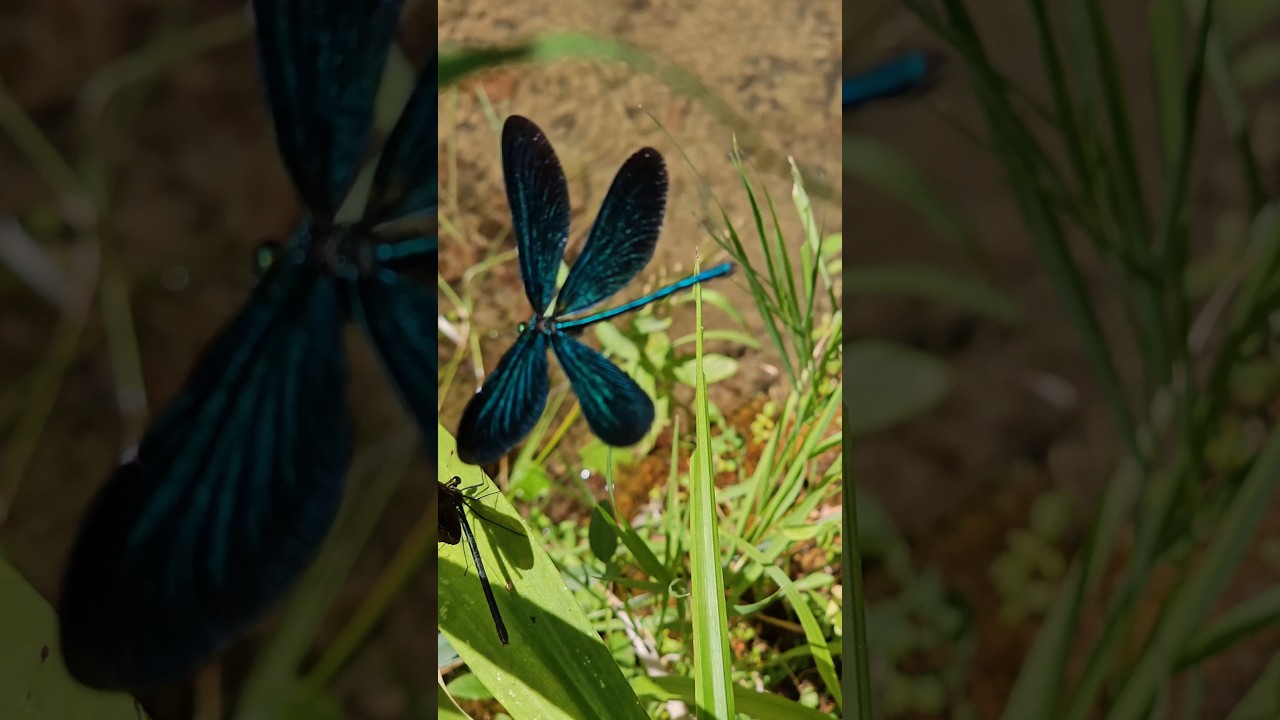 Incredible damselfly mating ritual | 