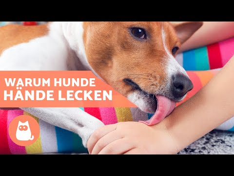 Video: Warum lecken Hunde die Hände von Menschen?