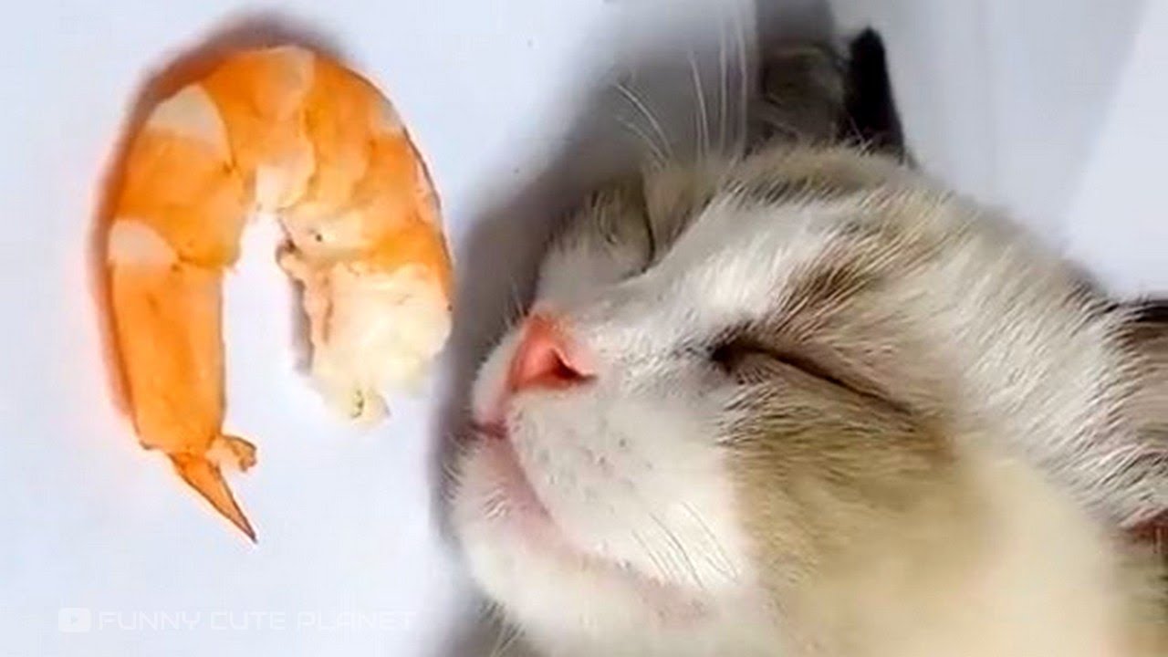 Funny Sleeping Cat with Shrimp YouTube