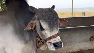 Punganur Bull Top Quality Not For Sale