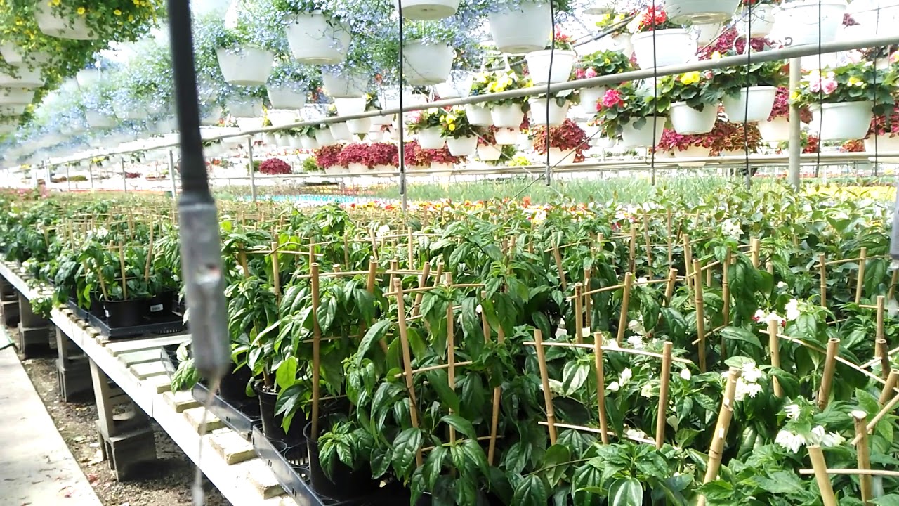 Greenhouse Irrigation - Drip Irrigation