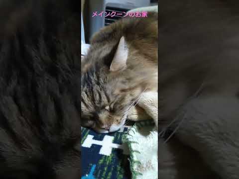 菜々緒ママ、変な寝方やなぁ #メインクーン #cat #猫 #shorts