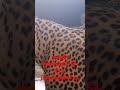 leopard cuple #srilanka #leopard #leopardvideo