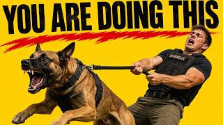 Why Belgian Malinois Training Fails for Most Owners
