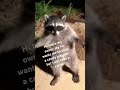 pov: #funny #memes raccons on gag