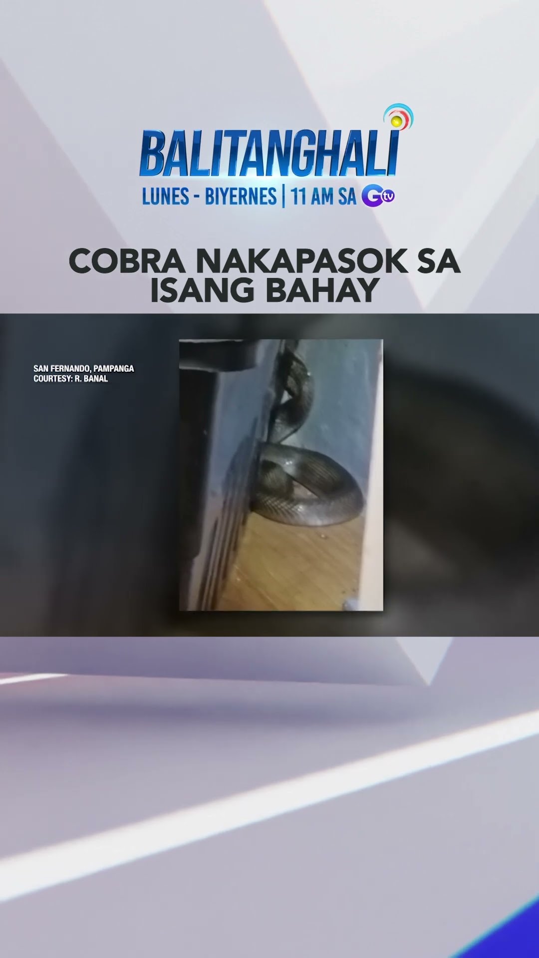 Cobra, nakapasok sa loob ng isang bahay #shorts | Balitanghali