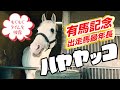 こんにちは!【ハヤヤッコ】です もぐもぐタイムを披露、有馬記念に出走 白毛の“イケおじ”の馬房でのまったりタイムを紹介♪