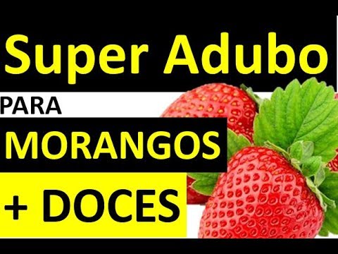 Vídeo: Como Alimentar Morangos Para Torná-los Doces? Que Fertilizante Colocar Nos Morangos Para Dar Doçura às Frutas?