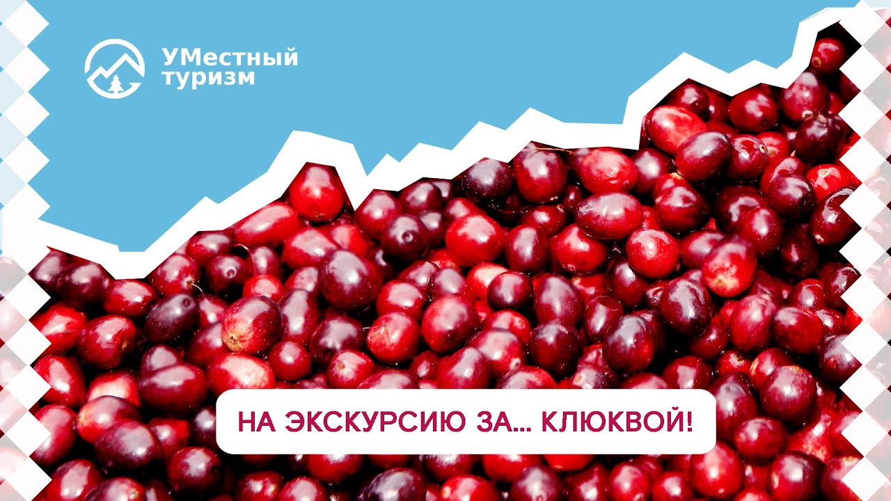 КАК НА КОСТРОМСКИХ БОЛОТАХ КЛЮКВА РАСТЁТ - YouTube