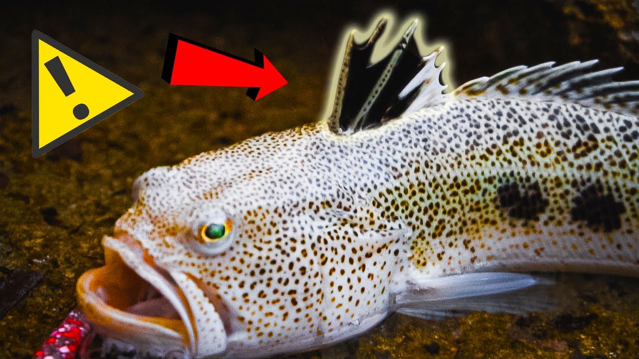 Peces Peligrosos Venenosos Como Manipular Con Seguridad Youtube