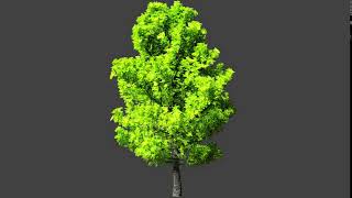 Tree simulation in blender