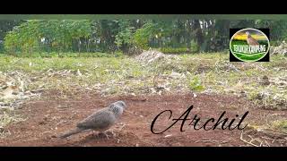 zona zonk || pikat tekukur