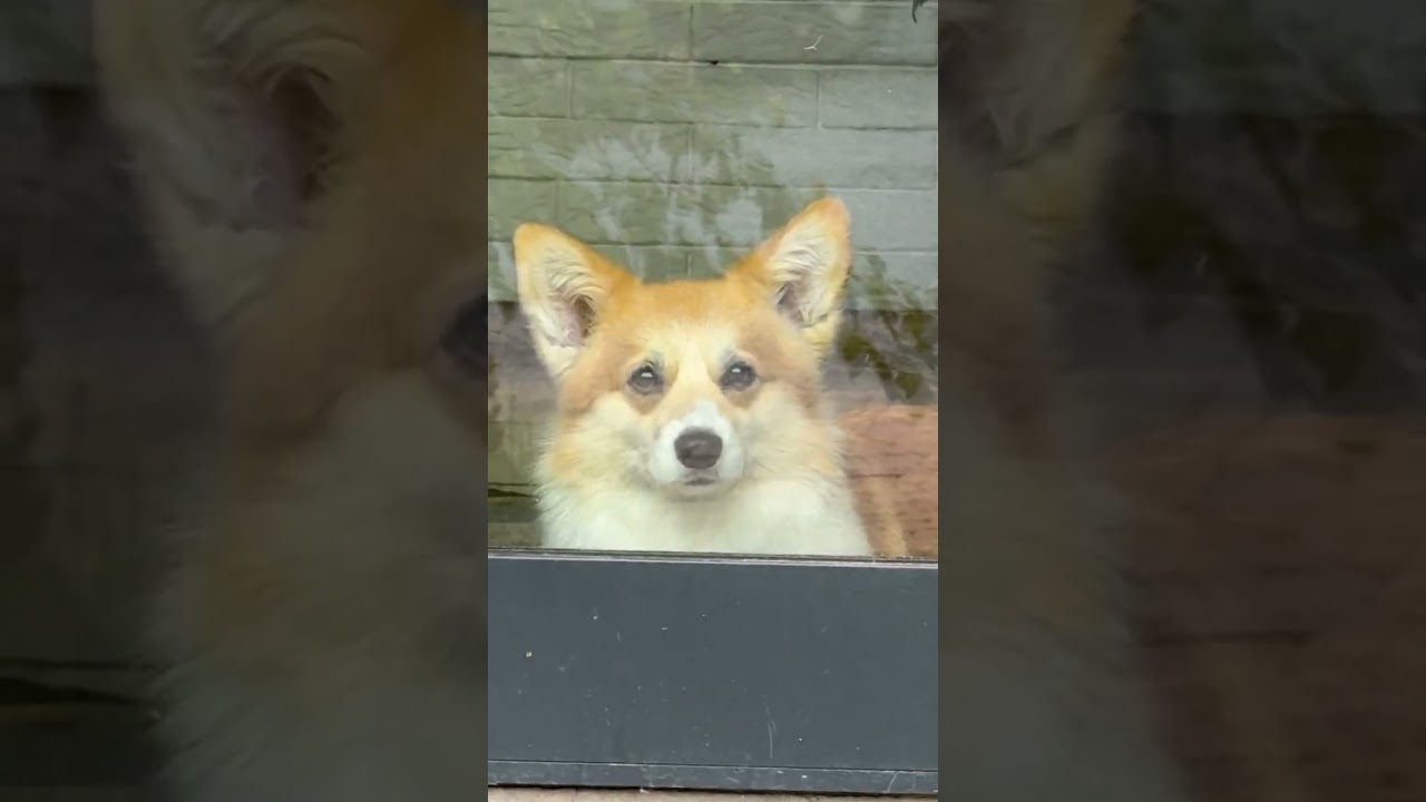 😂 FUNNIEST CAT VIDEOS OF August 2024