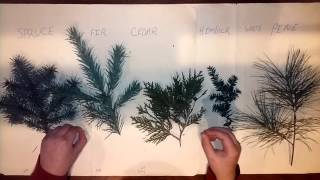 Types of Evergreen Trees