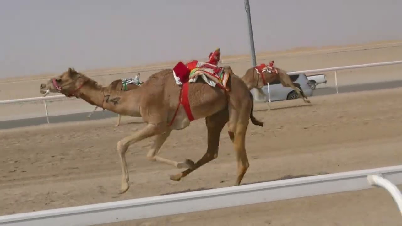 الشوط5(الظفره)للسيد: محمد جاسم براك المزروعي  توقيت 09:27