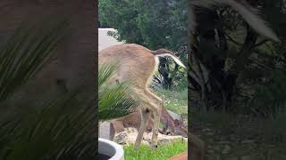 Massive Deer fart! #fart #deer #comedy