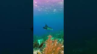 Bonaire Reef Extravaganza