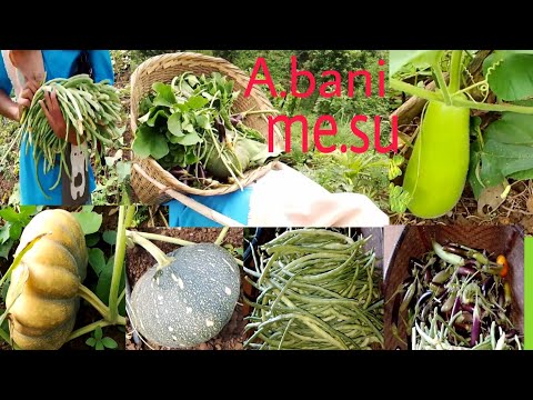 A.bani me.suko akna re.nga|| fresh green vegetables|| garo vlog||