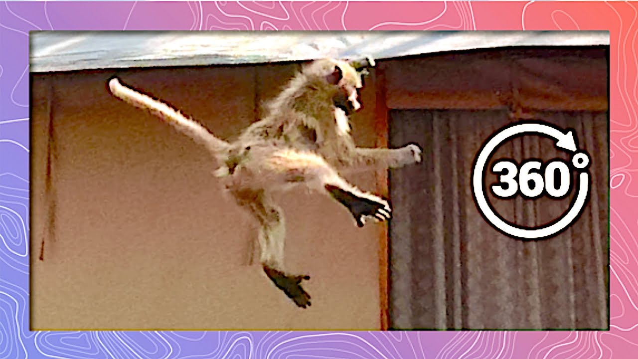 save the world Bouncing Baboons on a Slippery Slope in 360 5K
