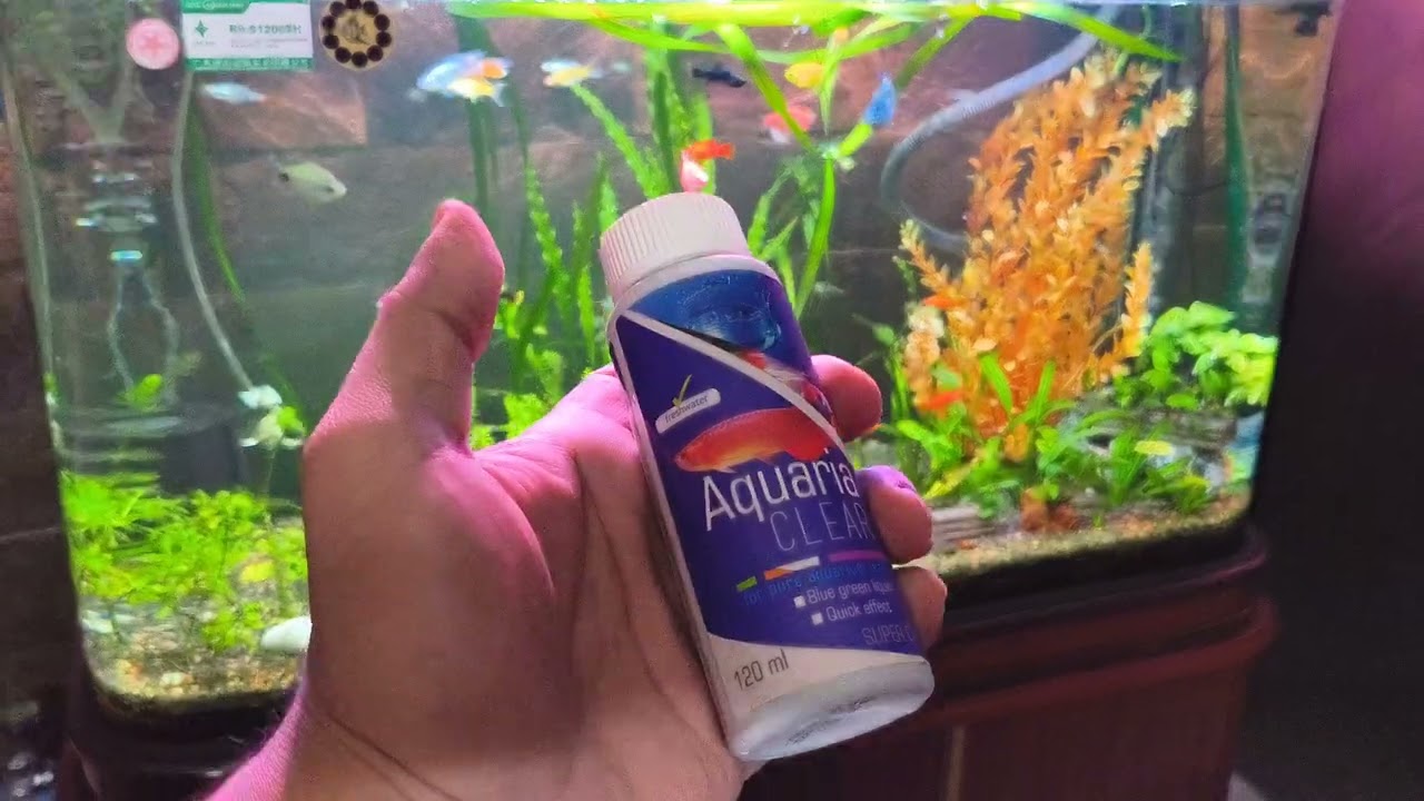 Crystal Clear Aquarium Water / How to Crystal Clear Aquarium Water 