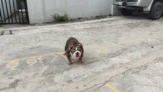 olde english bulldog  is in our  carpark#hongkonglife