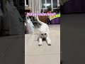 Did you swim here?#catmoments #cat #catlife #catshorts #funnycat #lovelycat #catlover