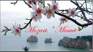 Mozart Minuet with *Cherry Blossoms* in Japan &amp; Washington D.C.
