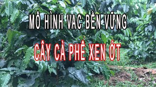 Kỹ thuật xen canh - Cây cà phê xen ớt - Mô hình VAC BỀN VỮNG