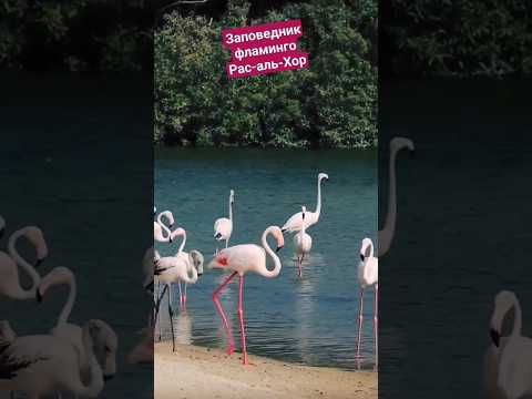 Розовые Фламинго, заповедник  Рас-аль-Хор, Дубай #animals #фламинго #заповедник #circus