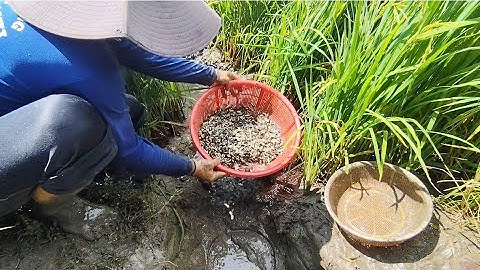 Giải cứu cá rô đồng (T86) mai Quá kịp thời 