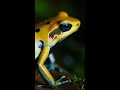 This Frog Carries Deadly Toxin But Never Gets Hurt #wildlife #evolution #facts