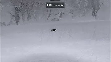 Fox shooting - Bad shooting - Hikmicro Thunder TQ50CL 3.0