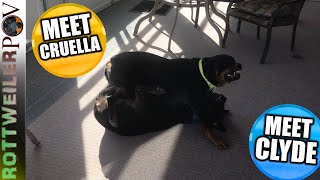 Rottweiler Dog Body Language - Air bites and What they mean.