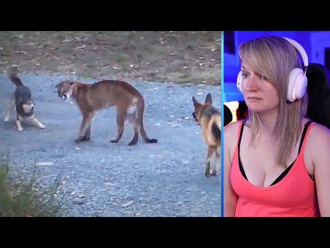 15 Merciless Puma Encounters Caught On Camera