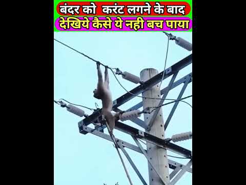 बहुत हि दर्दनाक मौत #shorts #youtubeshorts @MRINDIANHACKER @GudduMauryaSarpmitra