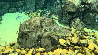 African Tigerfish 