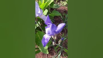 Cross Pollination | Bearded Iris | Spenta