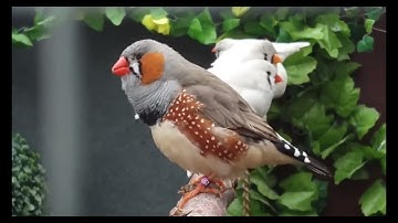 The Science Behind Bird songs: How Song Singing Birds Communicate Through Song