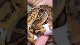 sweet low white pied