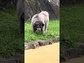 秋田犬長毛カイは高山宮川のんびり散歩