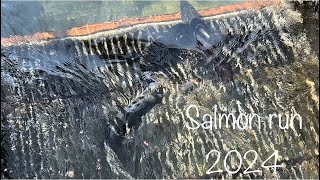Salmon Run 2024 Oroville,CA fish hatchery Feather River. From when fish first arrived to harvesting
