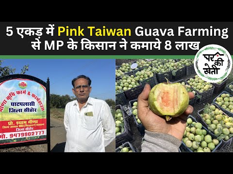 Pink Taiwan Guava Farming in MP earns 8 Lacs from 5 Acres| Ghar Ki Kheti 🚜🌳