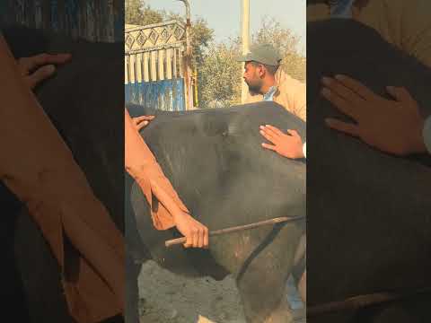 #dairyherd #dairyfarming #farming #murraha