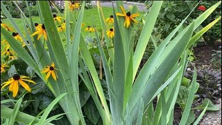 Winter Cut Back Bearded Iris - November 21, 2020