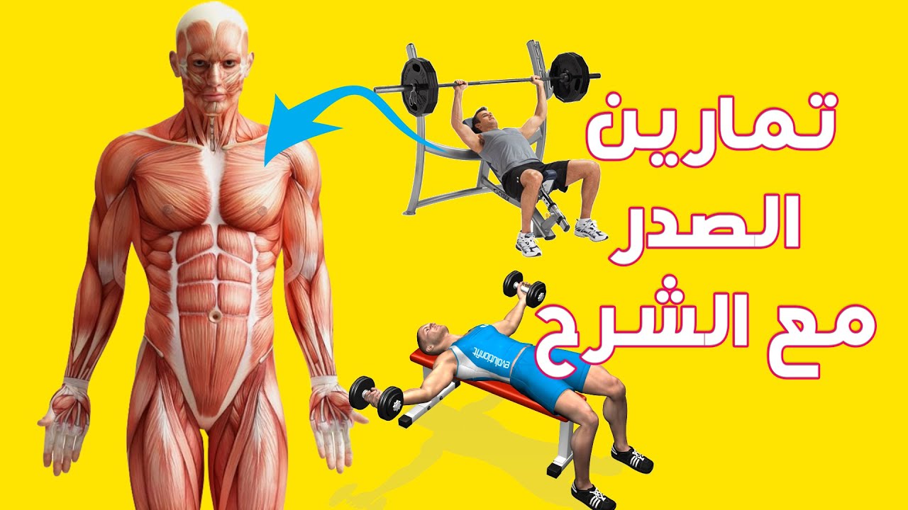 تمارين كمال اجسام تمارين الصدرً في الجيم للمبتدئين تمارين الصدر المتقدمة تمارين الصدر سوبر ست chest