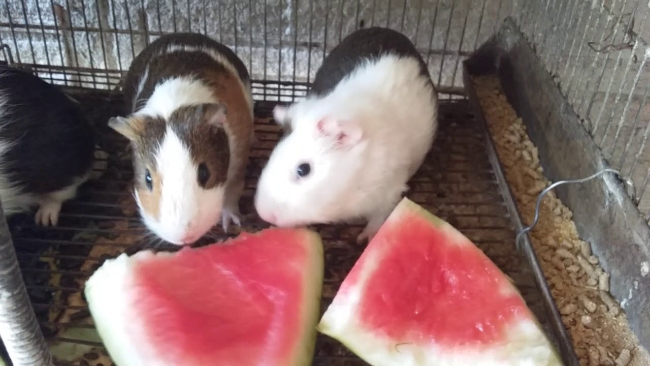 O Que Um Porquinho Da índia Pode Comer