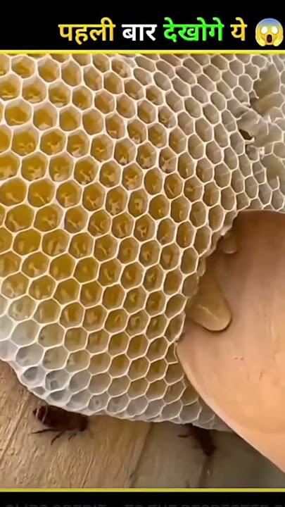 turkey honey 🍯 #entertainment #honey #turkey #chacha #youtubeshorts