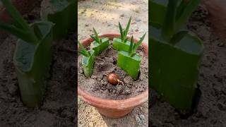 এলোভেরার ডাল হতে চারা তৈরির সহজ পদ্ধতি | Aloe Vera Propagation from Cuttings। #shorts