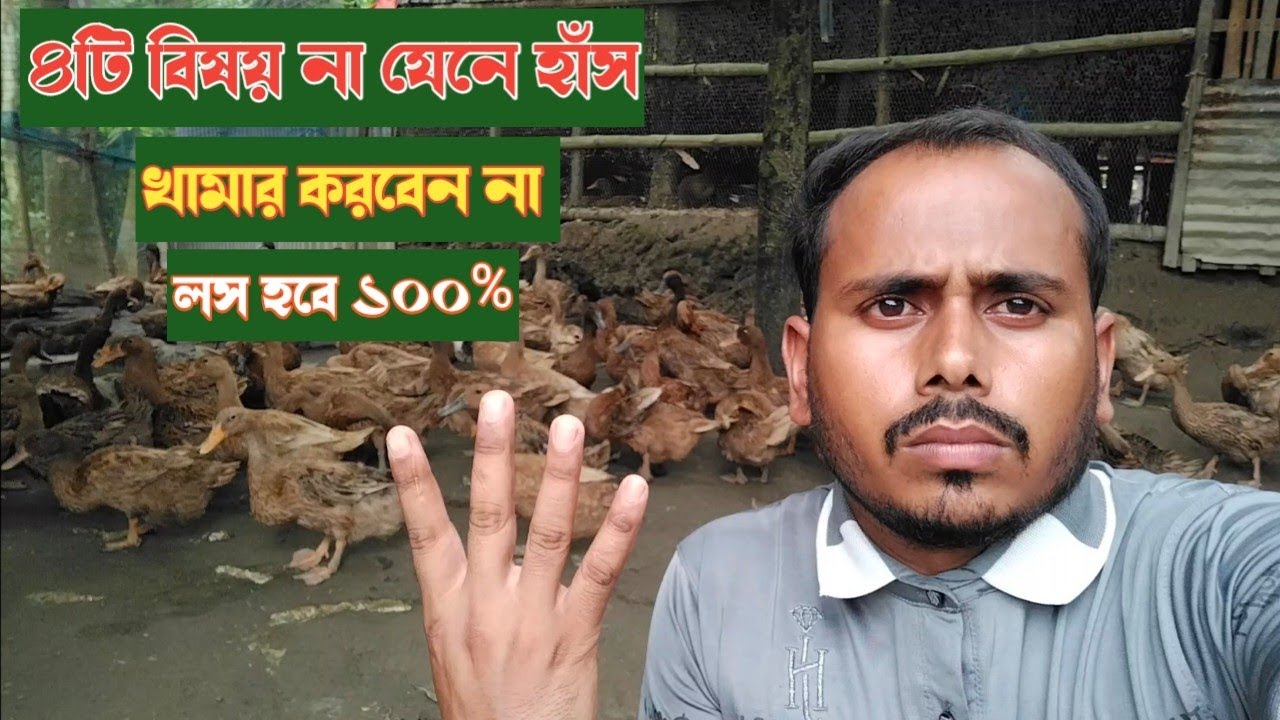 ৪টি বিষয় না জেনে হাঁস পালন করবেন না। লস হবে ১০০%। হাঁস পালন পদ্ধতি। 